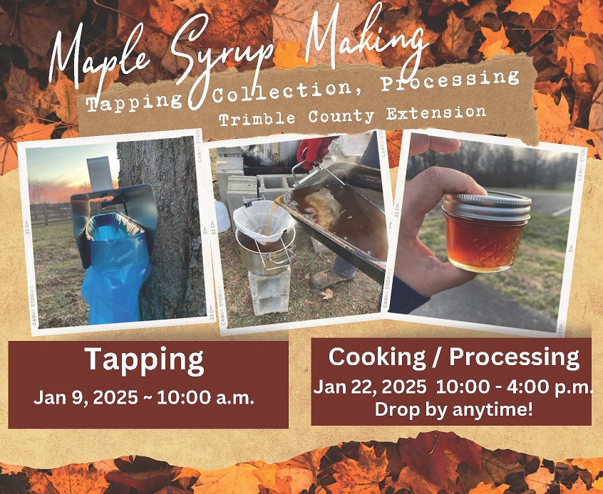 images of maple syrup tapping