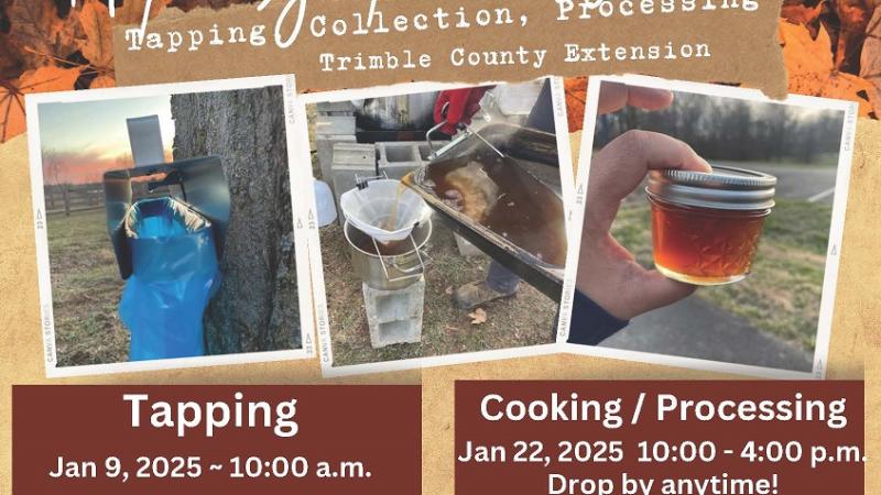 images of maple syrup tapping